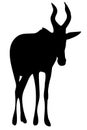 View on the silhouette of a red hartebeest Royalty Free Stock Photo