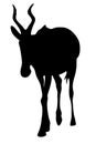 View on the silhouette of a red hartebeest Royalty Free Stock Photo