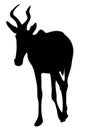 View on the silhouette of a red hartebeest Royalty Free Stock Photo