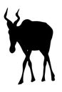 View on the silhouette of a red hartebeest Royalty Free Stock Photo