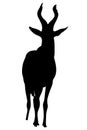 View on the silhouette of a red hartebeest Royalty Free Stock Photo