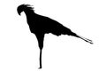 View on the silhouettes of a secretary Bird Royalty Free Stock Photo