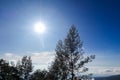 View of silhouettes of trees against a backdrop of clear blue clouds and sky