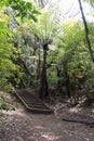 Silver fern on a hiking trail, Rangitoto Island, New Zealand. Royalty Free Stock Photo