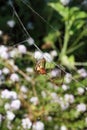 SILVER MARSH SPIDER ON A WEB IN A GARDEN IN SUMMER