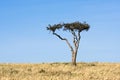 Single Acacia tree against a blue sky, Masaai Mara National Reserve, Kenya