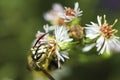 Bald-faced Hornet (Dolichovespula Maculata) on a flower head