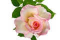 View of single blooming pink rose with green leaves isolated on white background Royalty Free Stock Photo