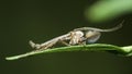 Buzzer Midge (Chironomus Plumosus) on a leaf