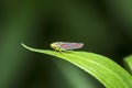 Red-banded leafhopper (Graphocephala Coccinea) on a leaf