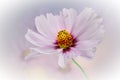 Wonderful Purple Cosmos Royalty Free Stock Photo