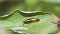 European Earwig (Forficula Auricularia) on a leaf