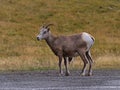 Single female bighorn sheep with brown fur standing beside gravel road in Kananaskis Country, Alberta, Canada in the Rockies. Royalty Free Stock Photo