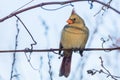 Female norther cardinal (Cardinalis Cardinalis) perched on a branch
