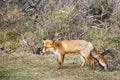 View on a single fox walking in the Dutch Waterleidingduinen near the capital Amsterdam in the Netherlands