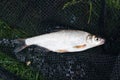 View of single freshwater common nase fish on green grass.