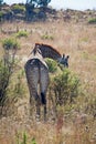 GIRAFFE BROWSING ON A SMALL TREE Royalty Free Stock Photo