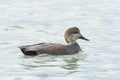 Male gadwall duck (Mareca Strepera) swimming in a lake Royalty Free Stock Photo