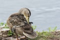 Nonbreeding male mallard duck (Anas Platyrhynchos) preening Royalty Free Stock Photo