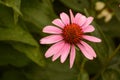 A Solitary Pink Cone Flower Royalty Free Stock Photo