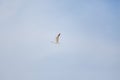 View of single seagull flying on blue sky Royalty Free Stock Photo