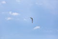 View of single seagull flying on blue sky Royalty Free Stock Photo