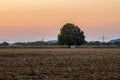 View of single tree in corn field