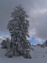 View of single tree with frozen branches in deep snow near Schliffkopf, Germany in Black Forest mountain range.