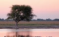 SINGLE TREE AGAINST A ROSY SKY AT SUNSET WITH REFLECTIONS IN WATER PAN