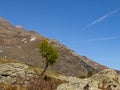 View of a single tree in the rocky landscape of the Passeier Valley near Pfelders in the Texel Group Nature Park, South Tyrol, Royalty Free Stock Photo