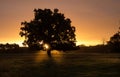 A view of a single tree silhouetted against a golden sunrise