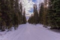 View at a ski trail in a forest between tall trees at a snow park in central Oregon near Bend Royalty Free Stock Photo