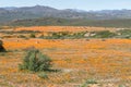 View of Skilpad in the Namaqua National Park Royalty Free Stock Photo