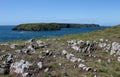 View of Skomer Island from Pembrokeshire Headland