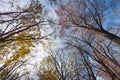 view of sky through branches of trees