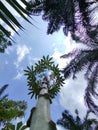 view of the sky and cassava trees