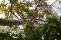 View of the sky through the crowns of trees