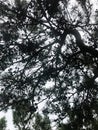 View on the sky through the evergreen tree Royalty Free Stock Photo