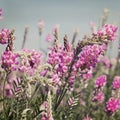 View the sky through the green grass with pink flowers Royalty Free Stock Photo