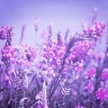 View the sky through the green grass with pink flowers Royalty Free Stock Photo