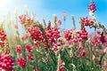 View the sky through the green grass with pink flowers Royalty Free Stock Photo