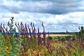 View the sky through the green grass with pink flowers Royalty Free Stock Photo