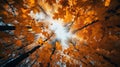 A view of the sky through a tree canopy in autumn, AI Royalty Free Stock Photo