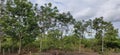 View sky, tree, and earth ,cloude Royalty Free Stock Photo