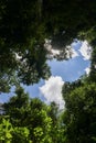 A view of the sky between trees. The green trees top in forest blue sky. Bottom view Royalty Free Stock Photo