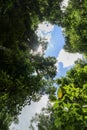 A view of the sky between trees. The green trees top in forest blue sky. Bottom view Royalty Free Stock Photo
