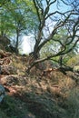 SLANTED TREE GROWING ON A SLOPE Royalty Free Stock Photo