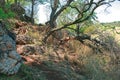 TREES GROWING AT A SLANT ON THE SLOPE OF A HILL Royalty Free Stock Photo