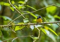 A view of the Slate throated redstart on a branch in the cloud forest in Monteverde, Costa Rica