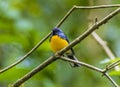 A view of the Slate throated redstart on a branch in the cloud forest in Monteverde, Costa Rica